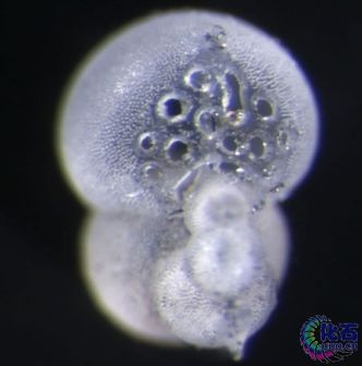 形状怪异的浮游生物