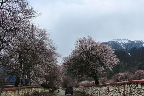 林芝市风光