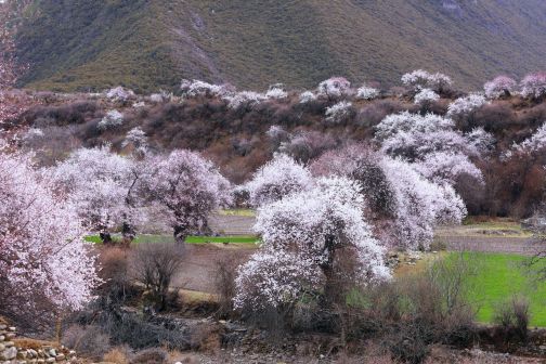 林芝市风光