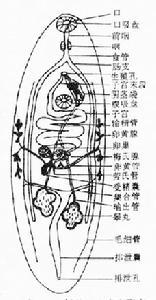 吸虫