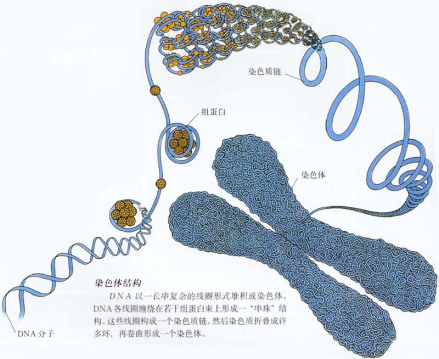 染色体的结构