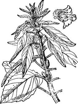 芝麻墨线图