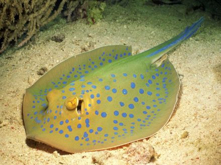 海洋生物
