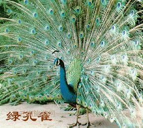 尾羽