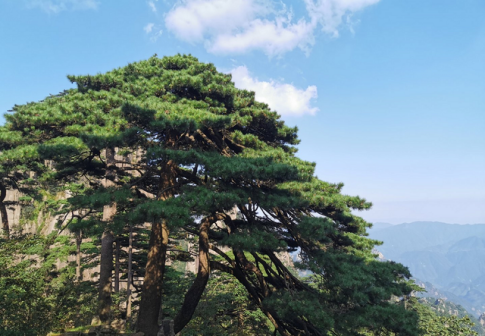 竖琴松