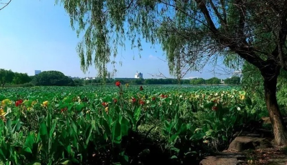 镜月湖景色
