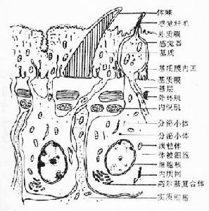 吸虫