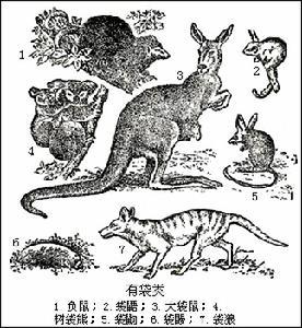 后兽亚纲