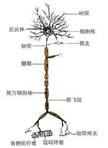 神经组织