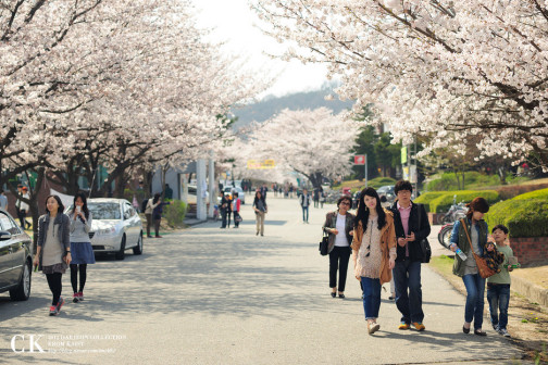 KAIST