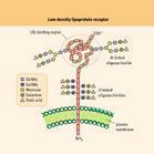 低密度脂蛋白偏高的危害 