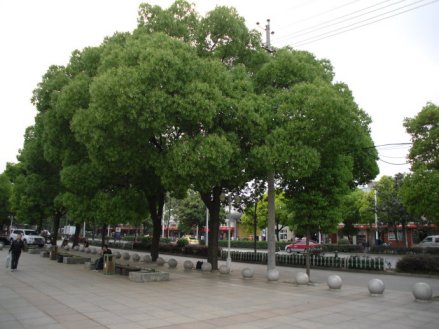 九江市树—樟树，图为九江市长虹大道樟树