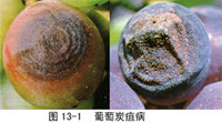 葡萄炭疽病