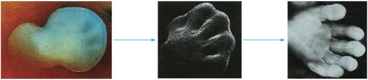 胎儿手的发育过程