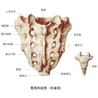 全部骶椎的锥孔
