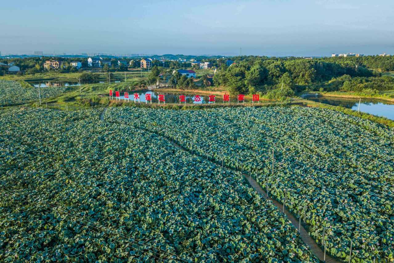 石鼓区精品农业种植示范园