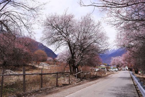 林芝市风光