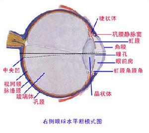 视觉器官