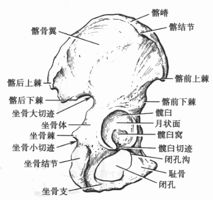 髂骨（外面）