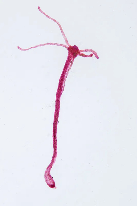 刺胞动物门