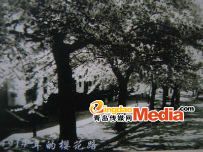 樱花大道
