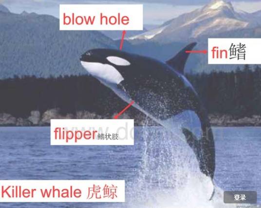 鳍状肢