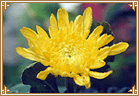 重阳节