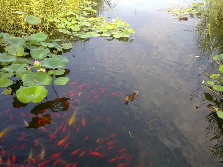 生态环境