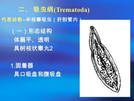 吸虫纲