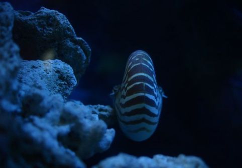 鹦鹉螺