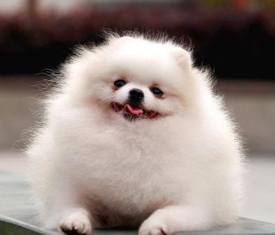 博美犬