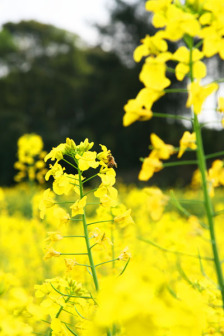 川西平原盛开的油菜花