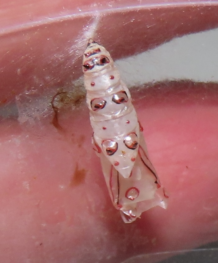 蜕皮的幼虫