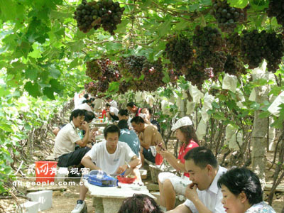 大泽山葡萄节