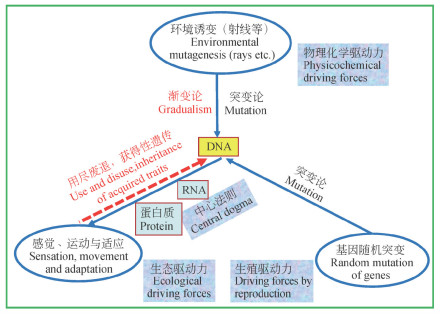 遗传变异与各种进化理论的关系