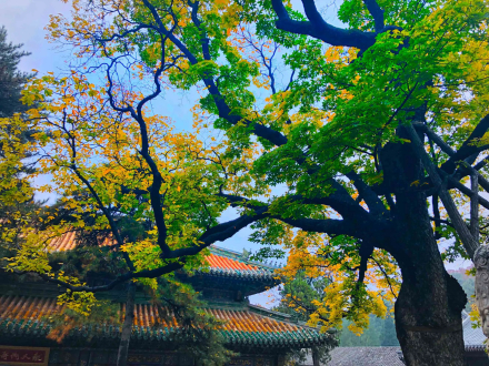 潭柘寺古柏