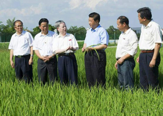 习近平总书记考察武汉大学杂交水稻实验基地