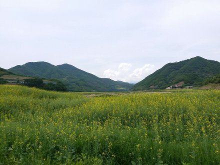 风景