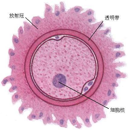 卵裂