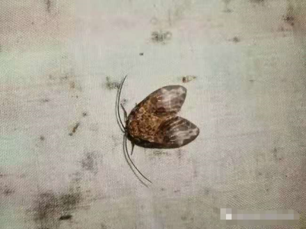 直颚突蛉蛾