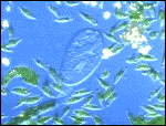 浮游生物