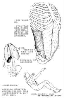 腹内斜肌