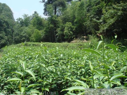 武夷岩茶
