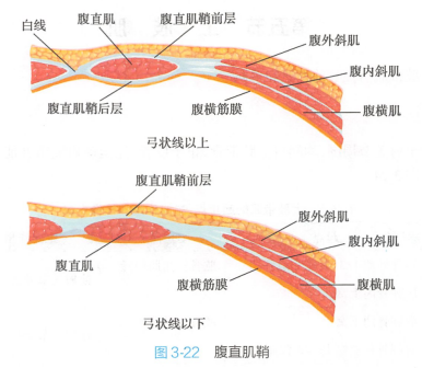 腹直肌鞘