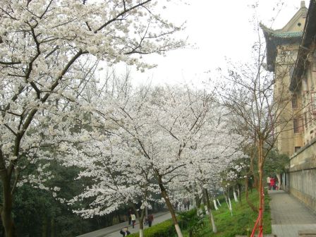 武汉大学樱花