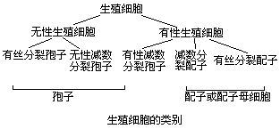 生殖细胞的类别
