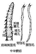 颤蚓科