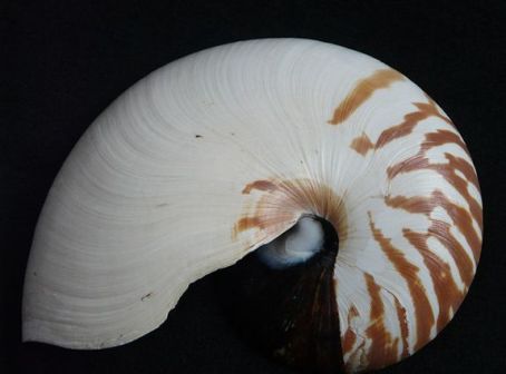 鹦鹉螺壳