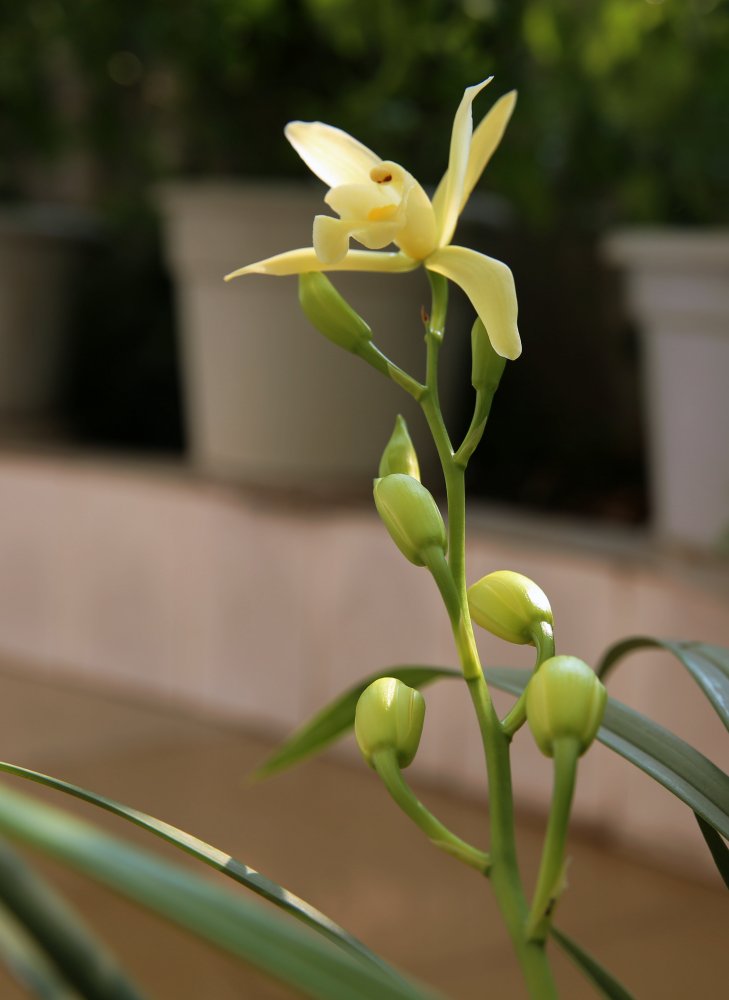 兰花