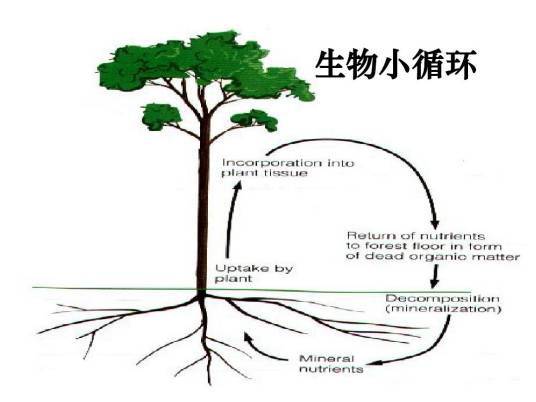 生物小循环